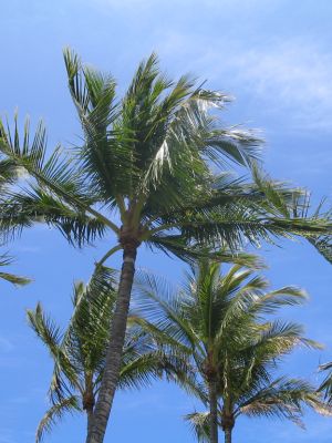 Photo of Mari'im